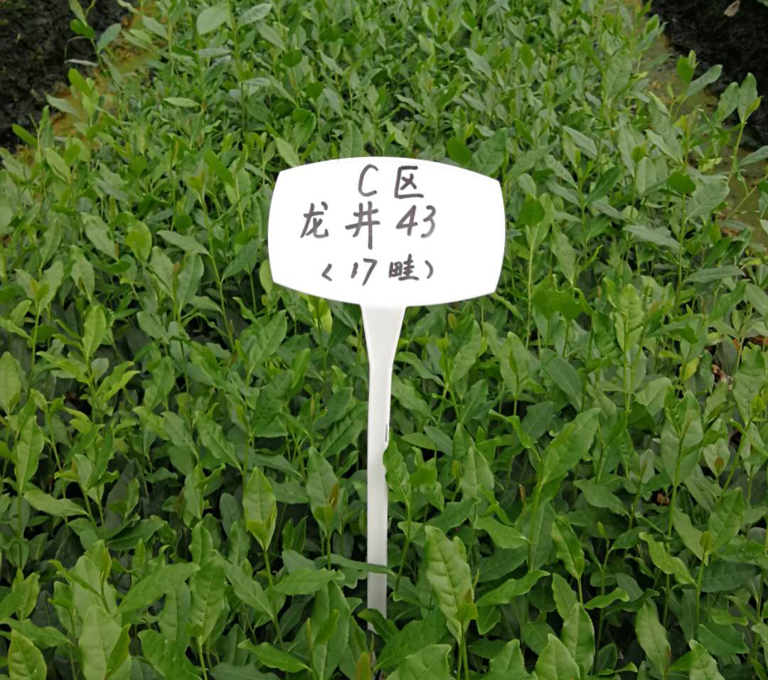 雨量對茶葉的影響？